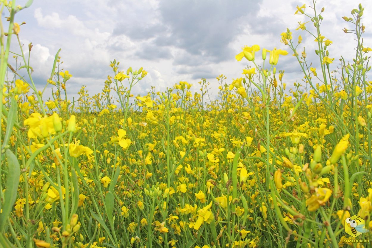 Горец почечуйный