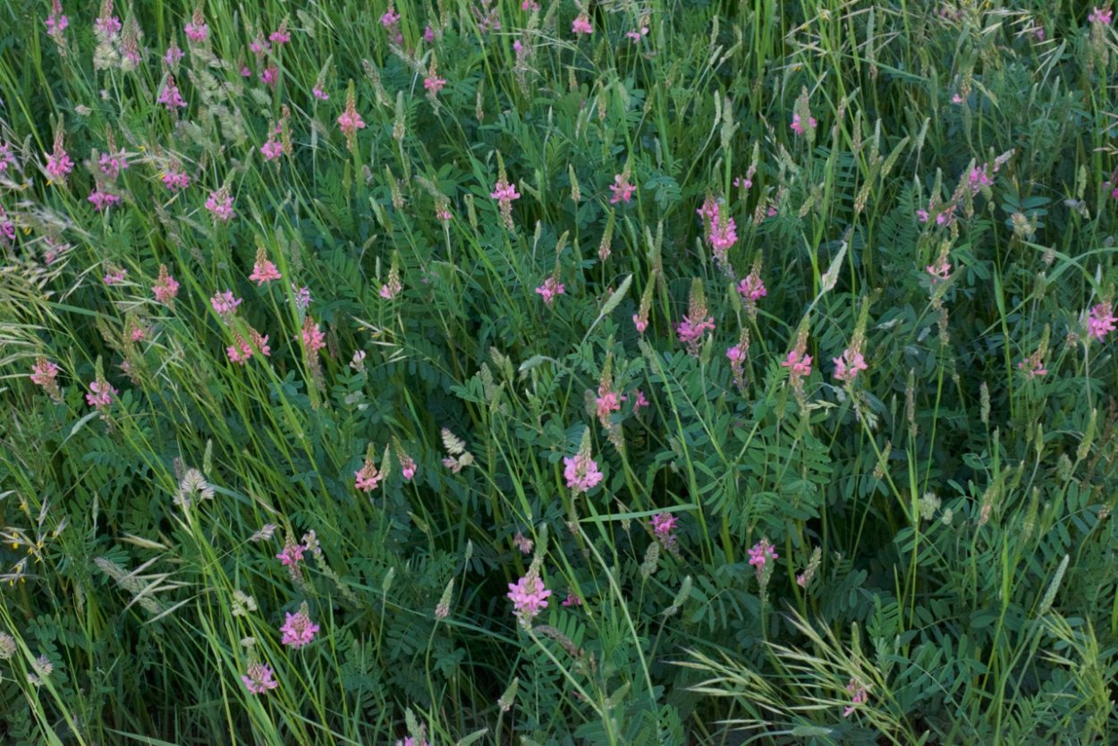 Эспарцет песчаный