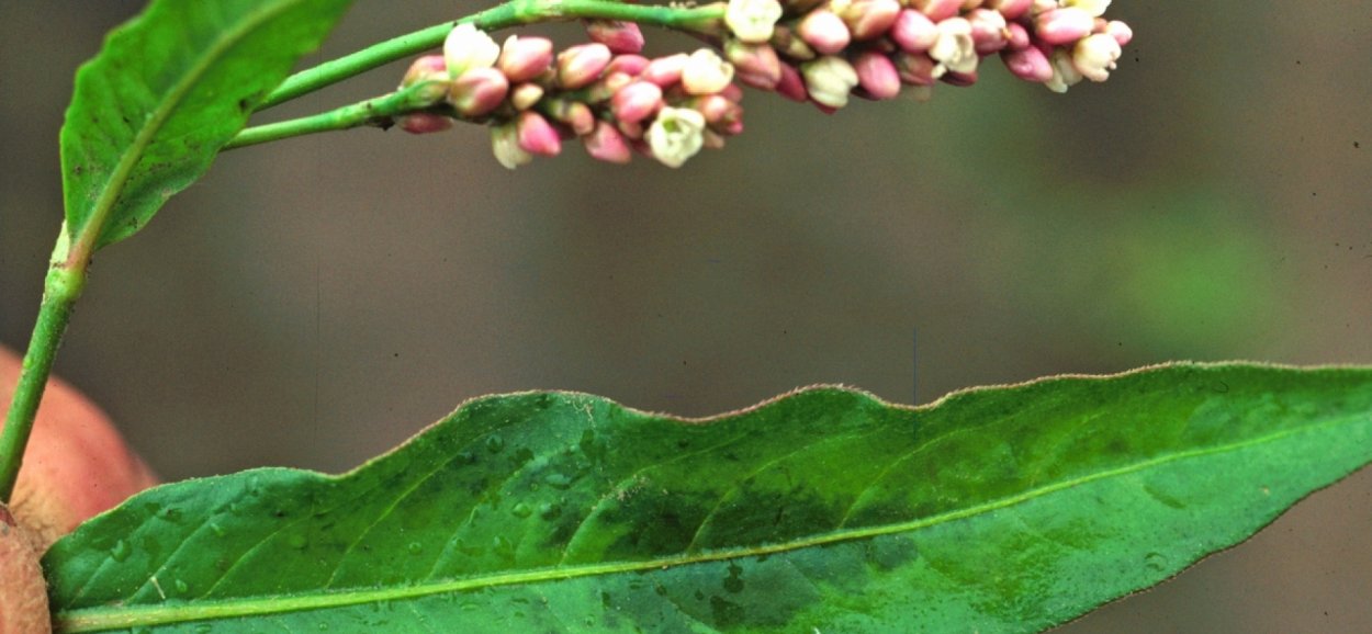 Горец почечуйный Persicaria maculosa