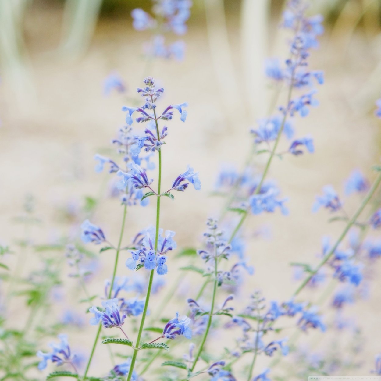 Мелкие полевые цветы