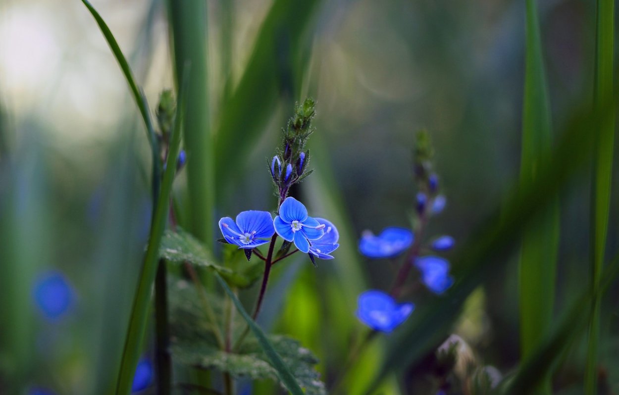 Цветущие травы Макросъемка