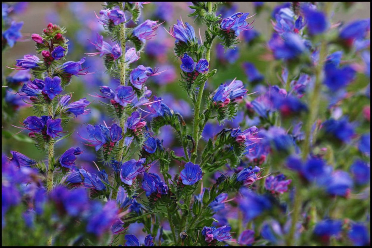 Синяк сидерат