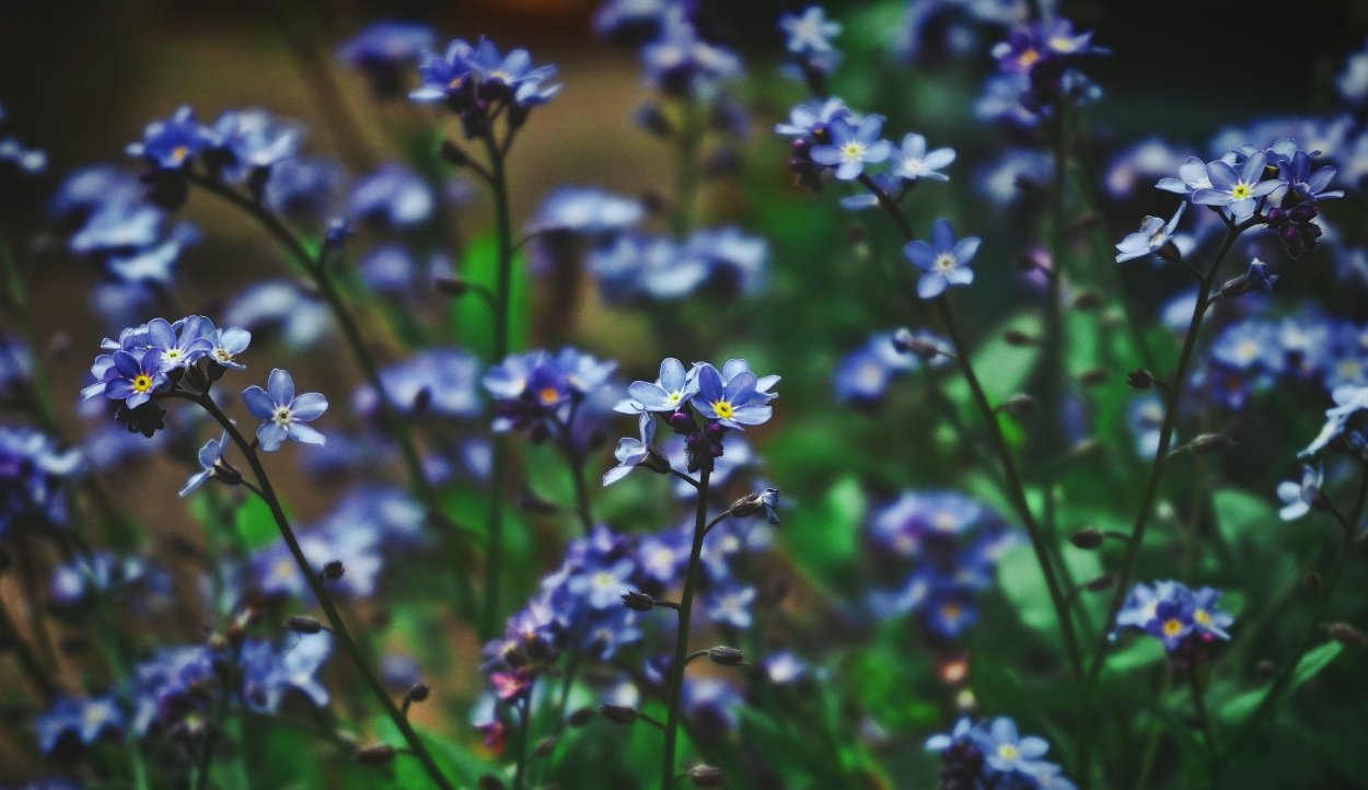 Незабудки Эстетика