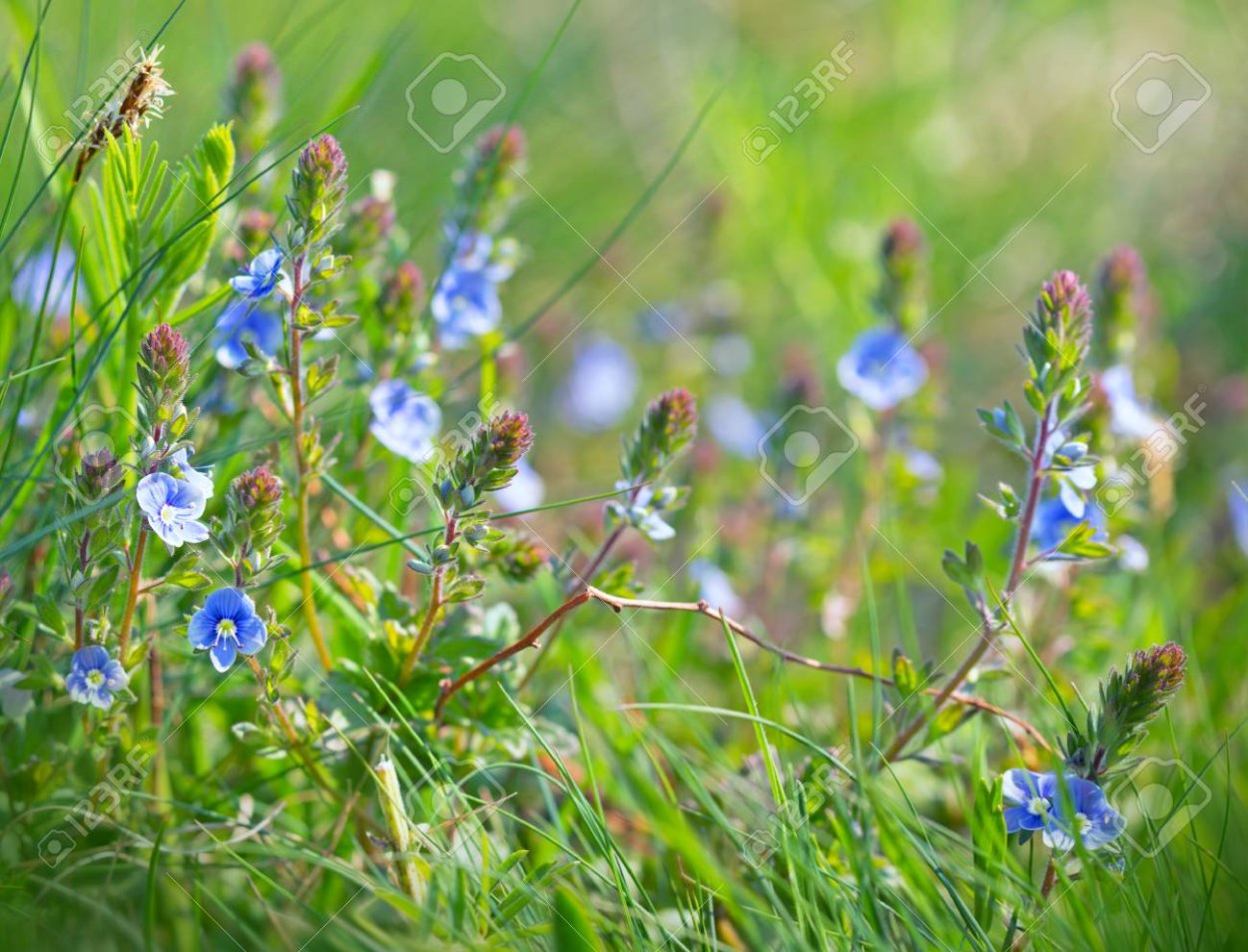 Трава с маленькими голубыми цветочками