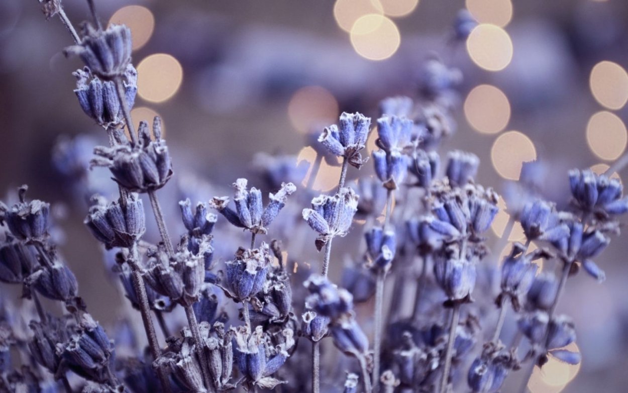 Лаванда Макросъемка