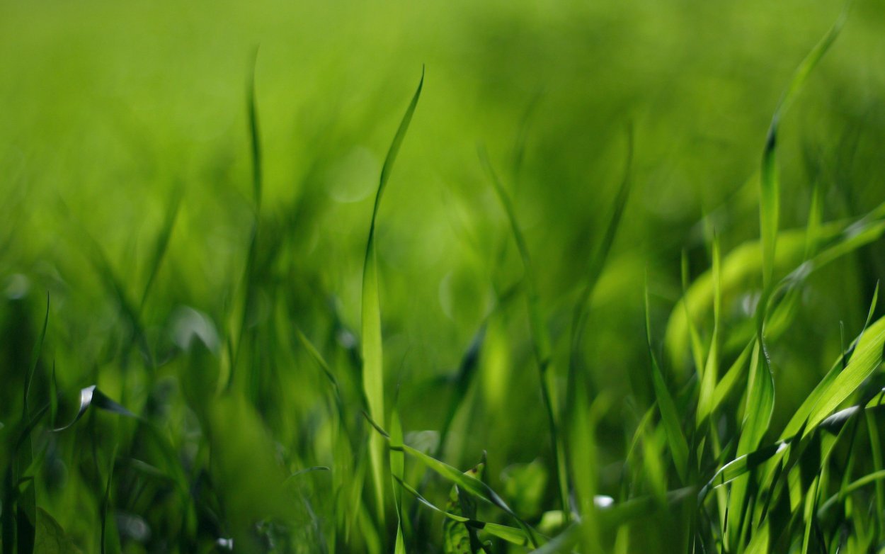Зеленая трава
