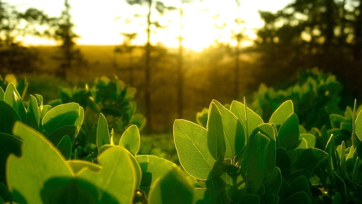 Зелень цветы