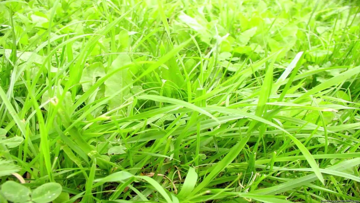 Молодая зеленая травка