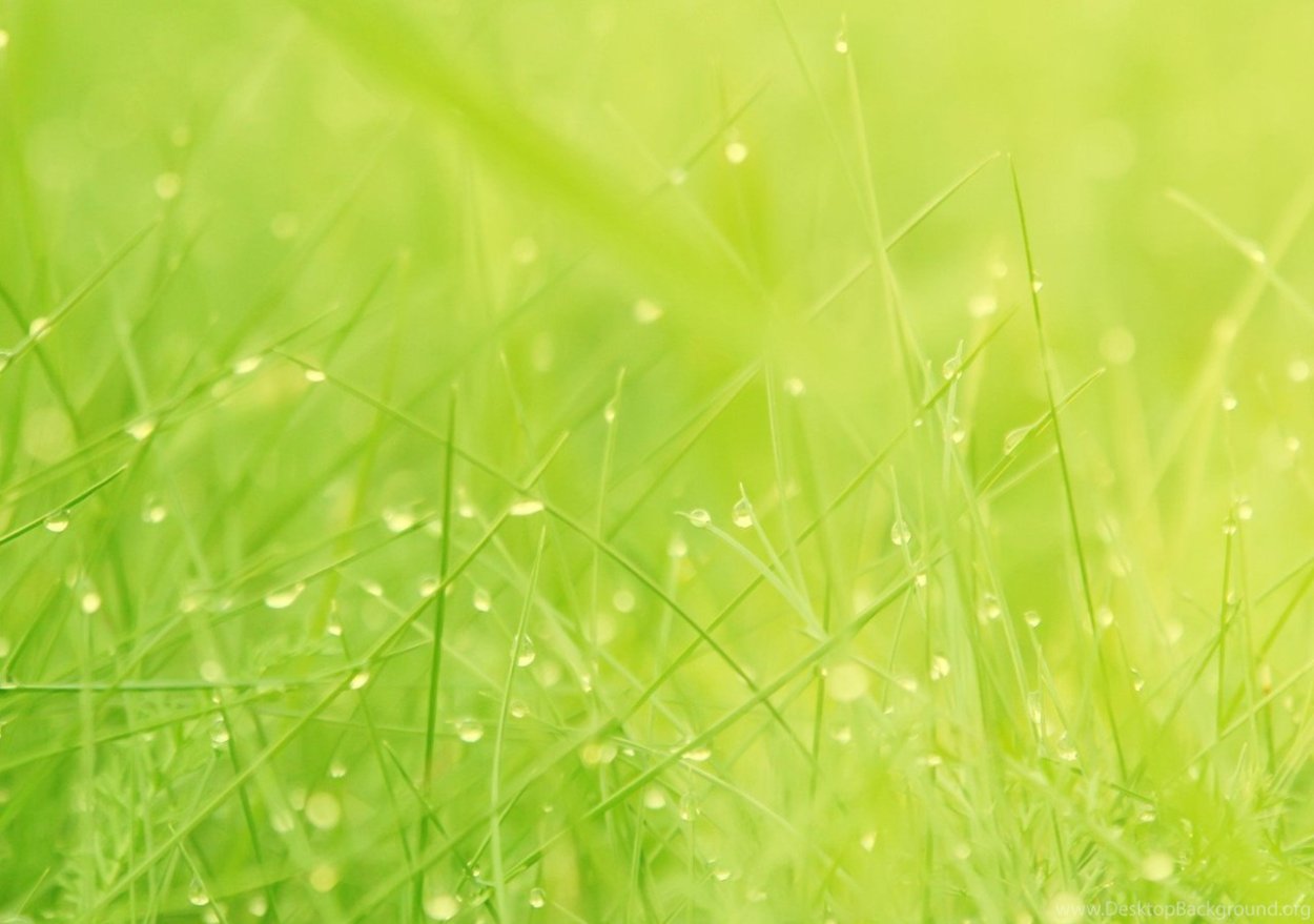 Нежно зеленый фон