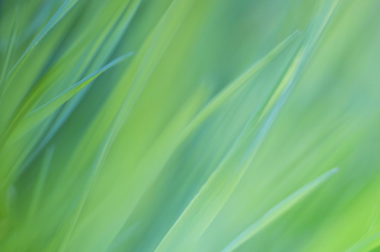 Нежно зеленый фон