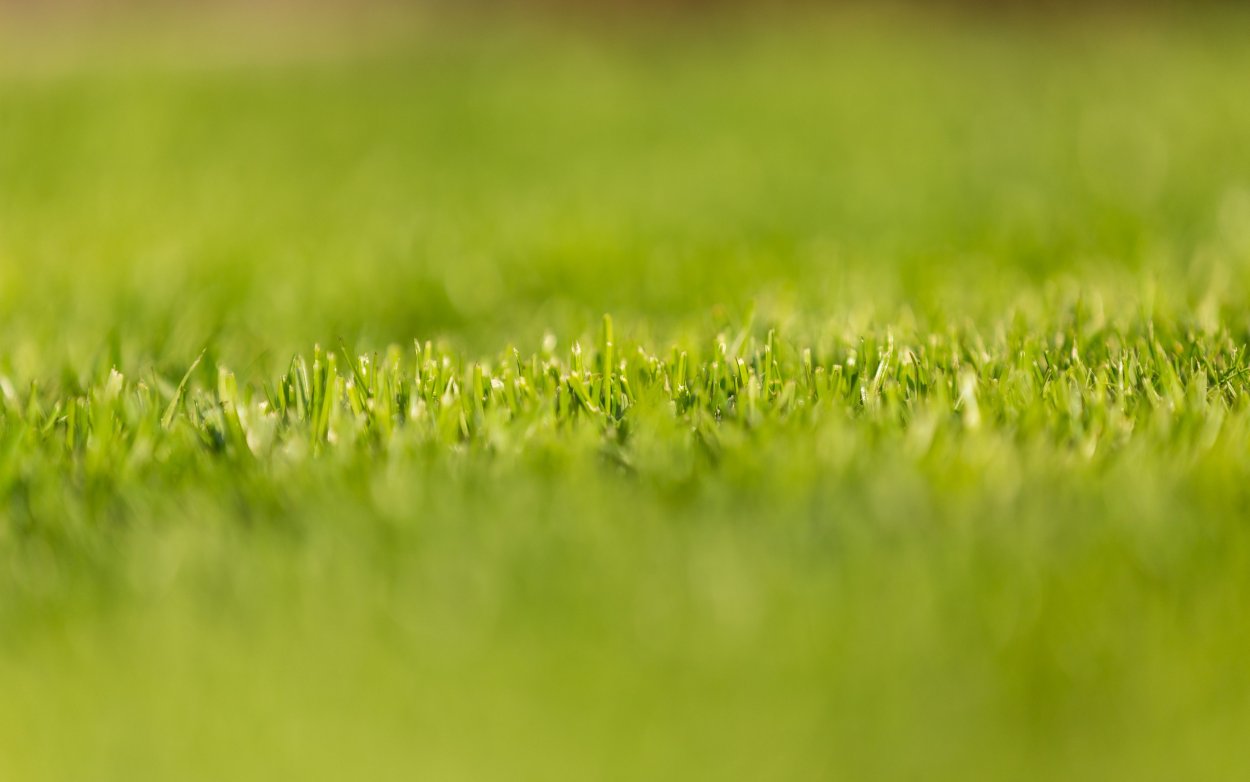 Трава весной