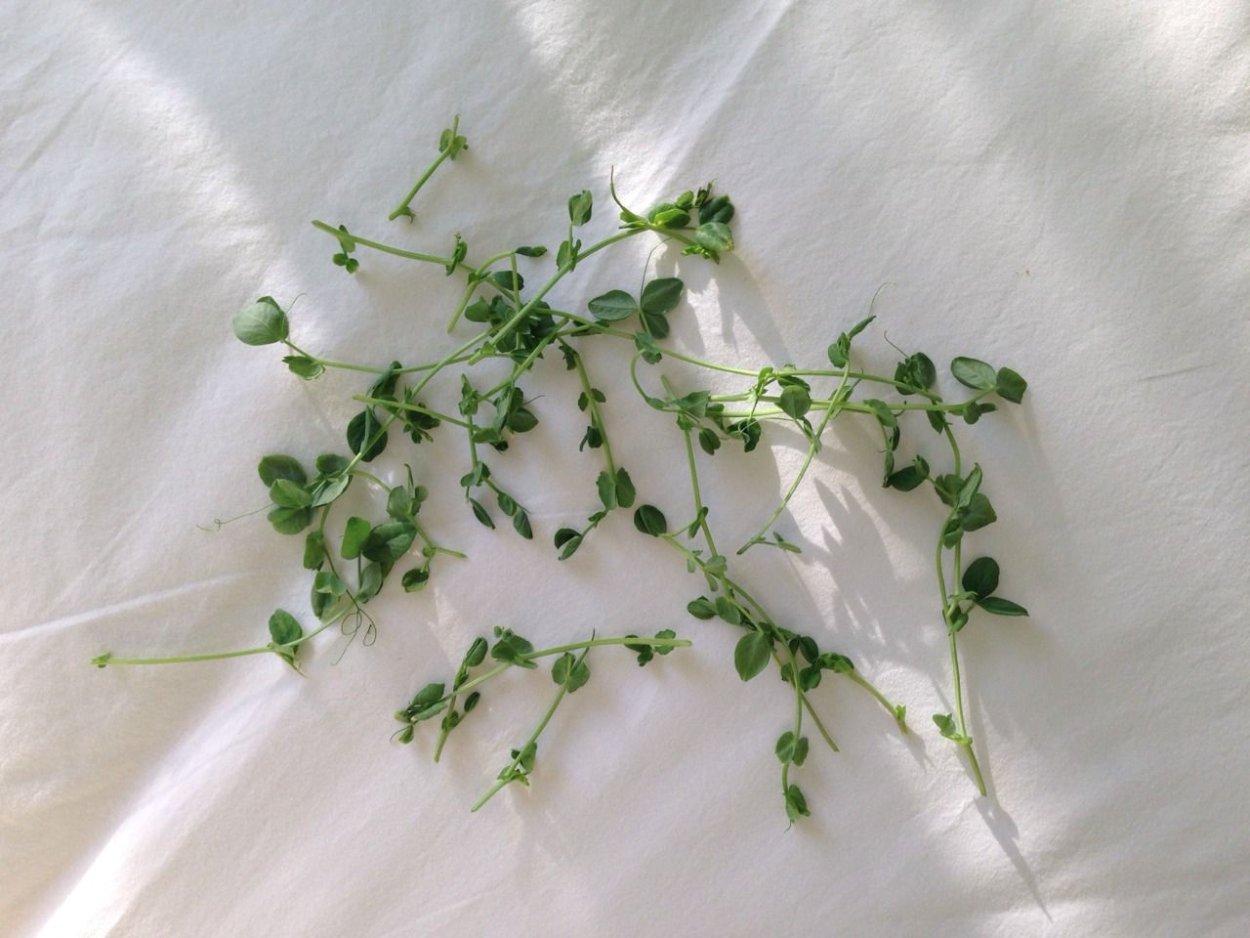 Эстетика белого и зелени