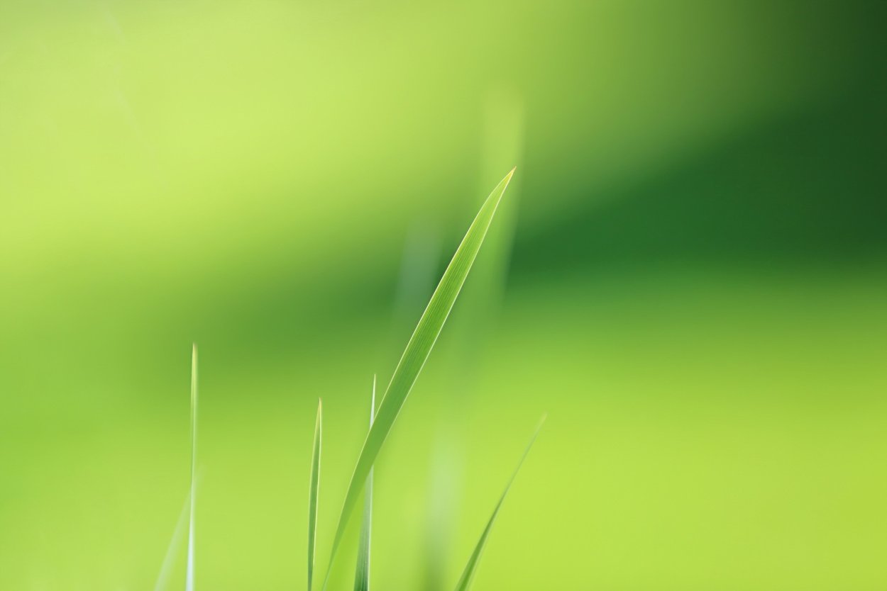 Зеленый Минимализм