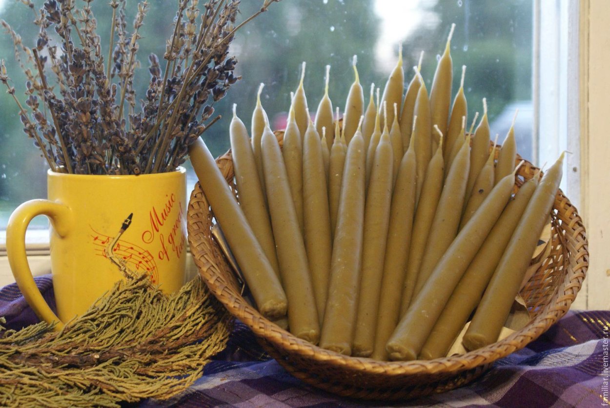 Традесканция покрывальчатая в ландшафтном дизайне фото