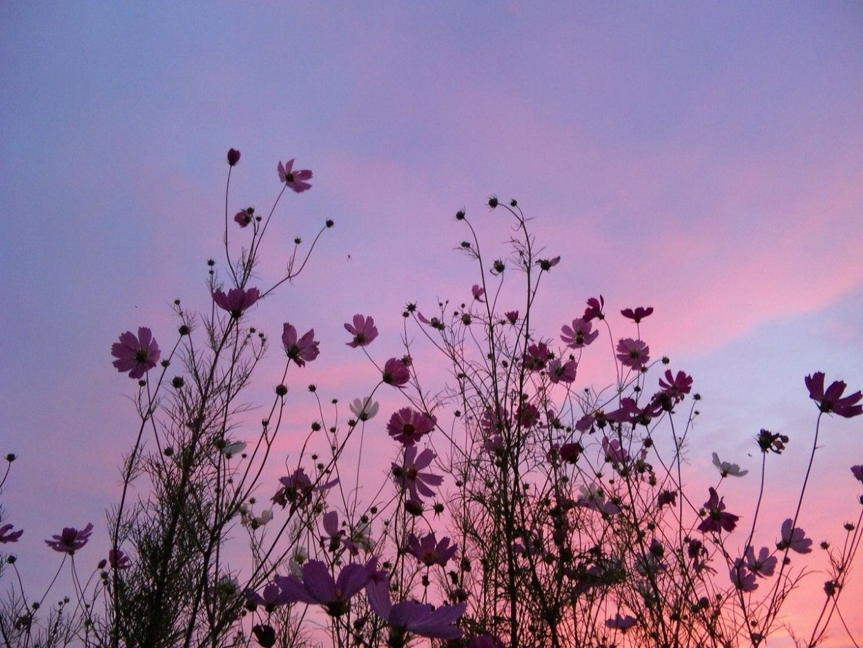 Эхинацея сухоцвет