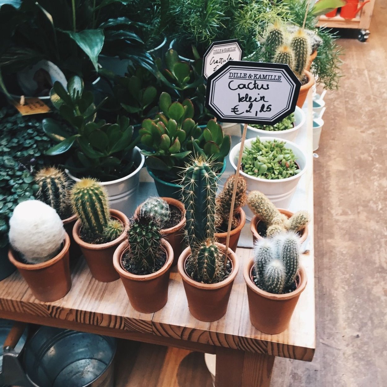 Кактусы Эстетика