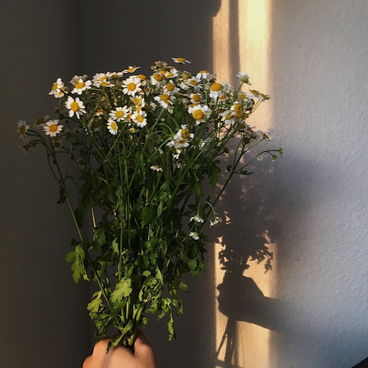 Обитель Лесной ведьмы травник