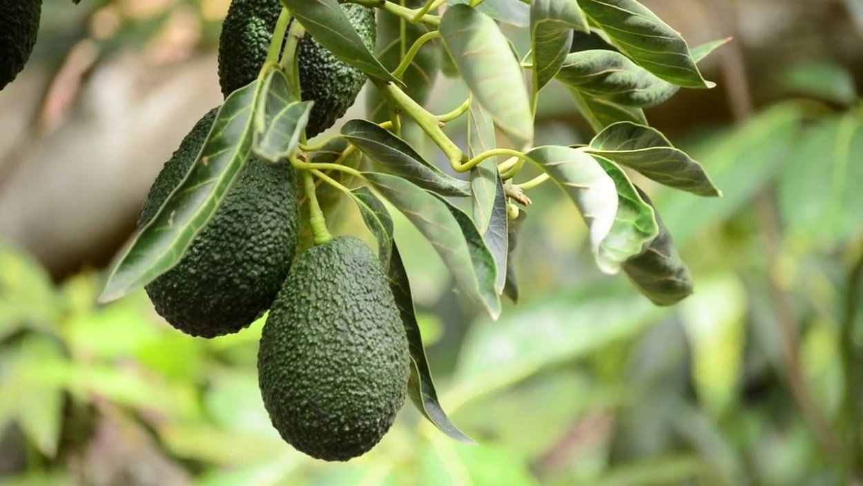 Авокадо в лесу