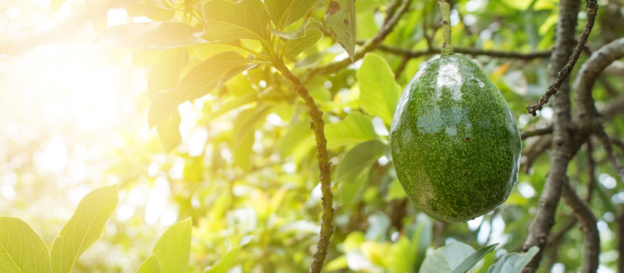 Авокадо сорт Фуэрте