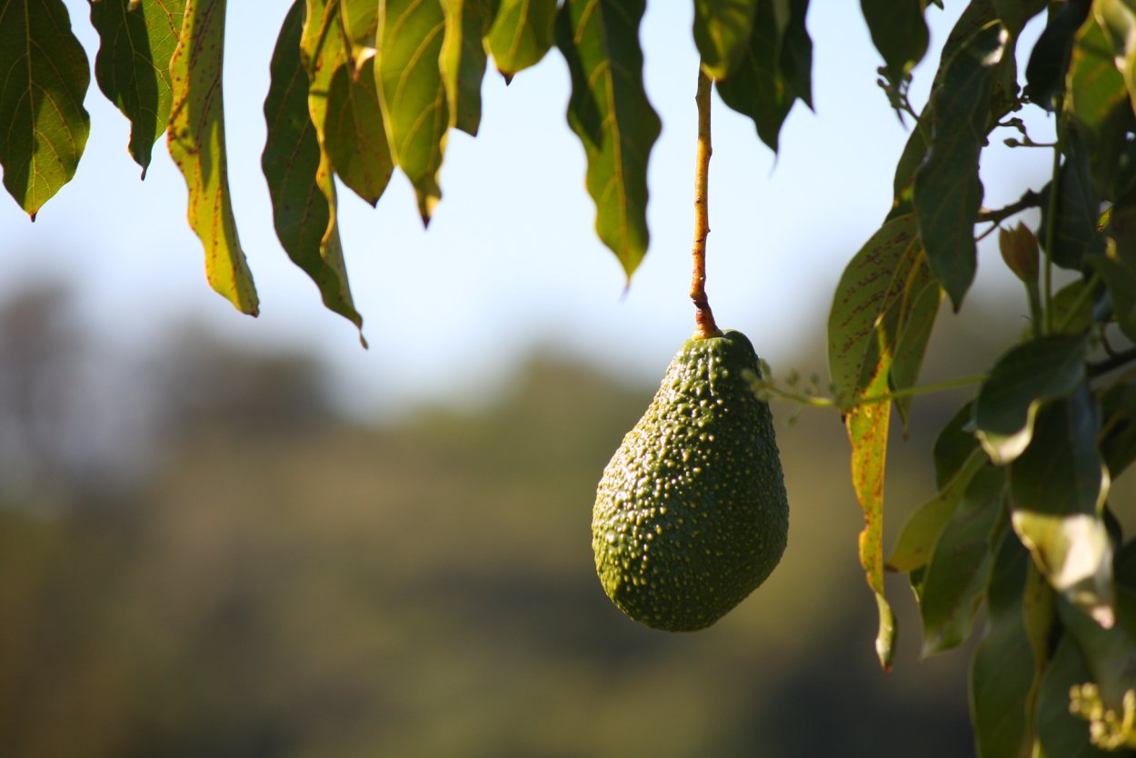 Авокадо плод на ветке