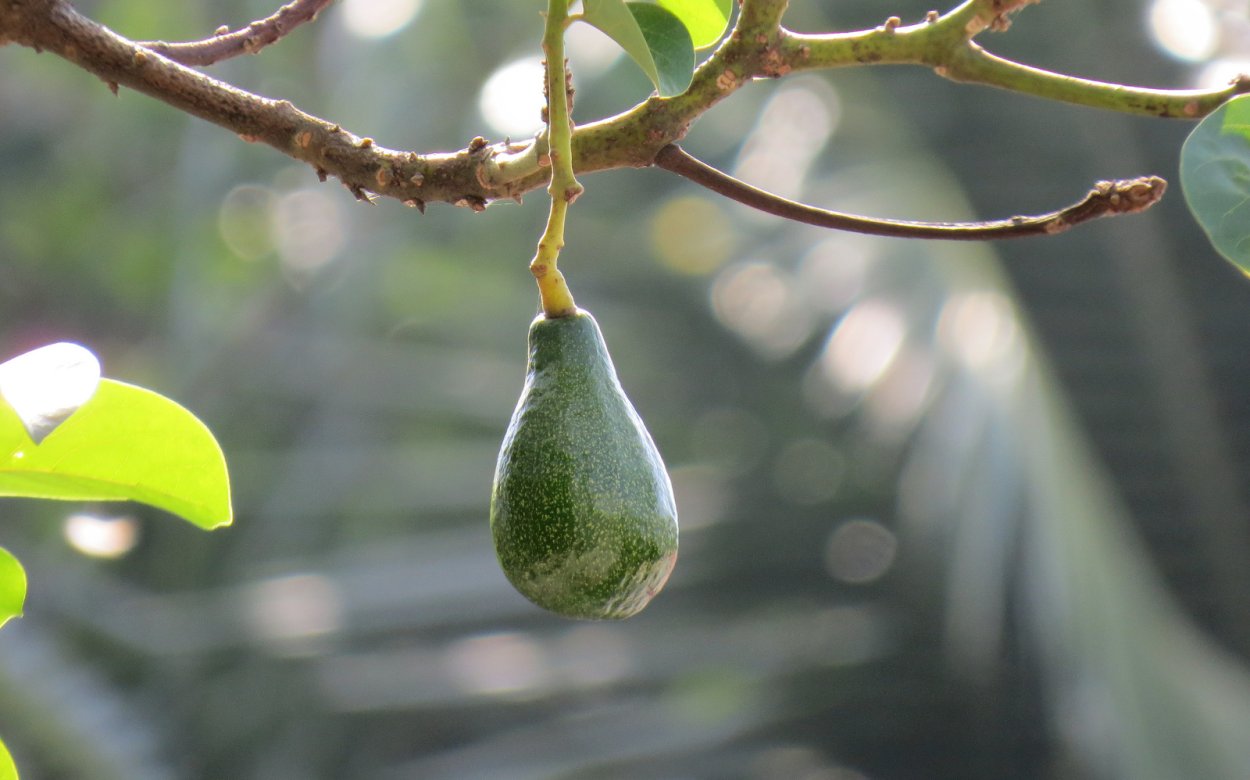 Авокадо (Persea)