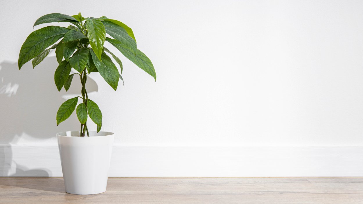 Авокадо на деревянном столе