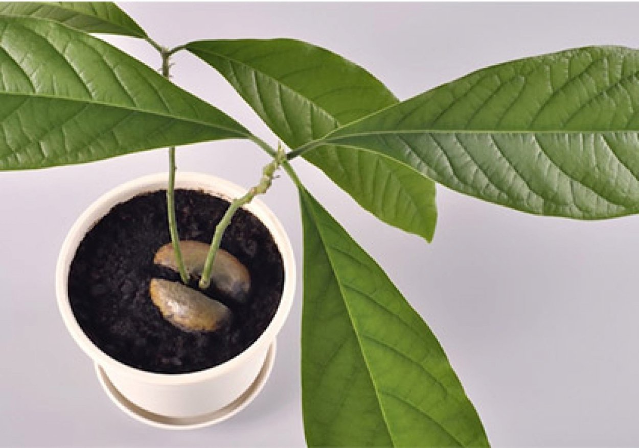 Авокадо Испания