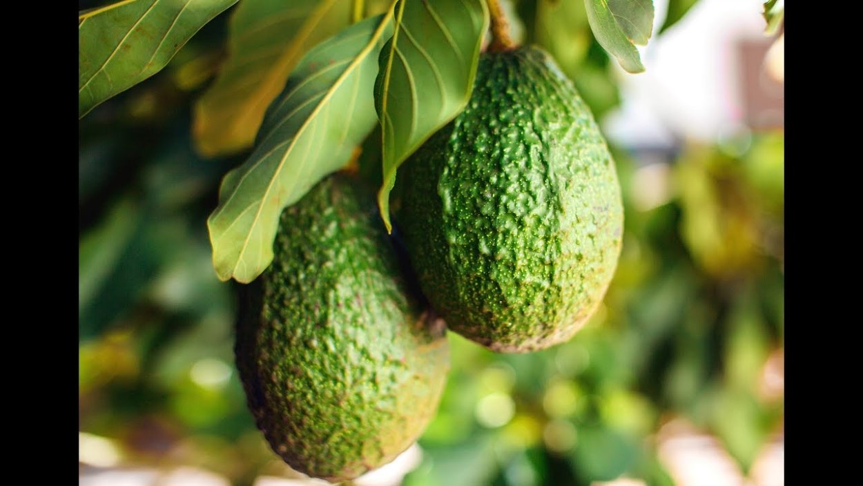 Родина авокадо