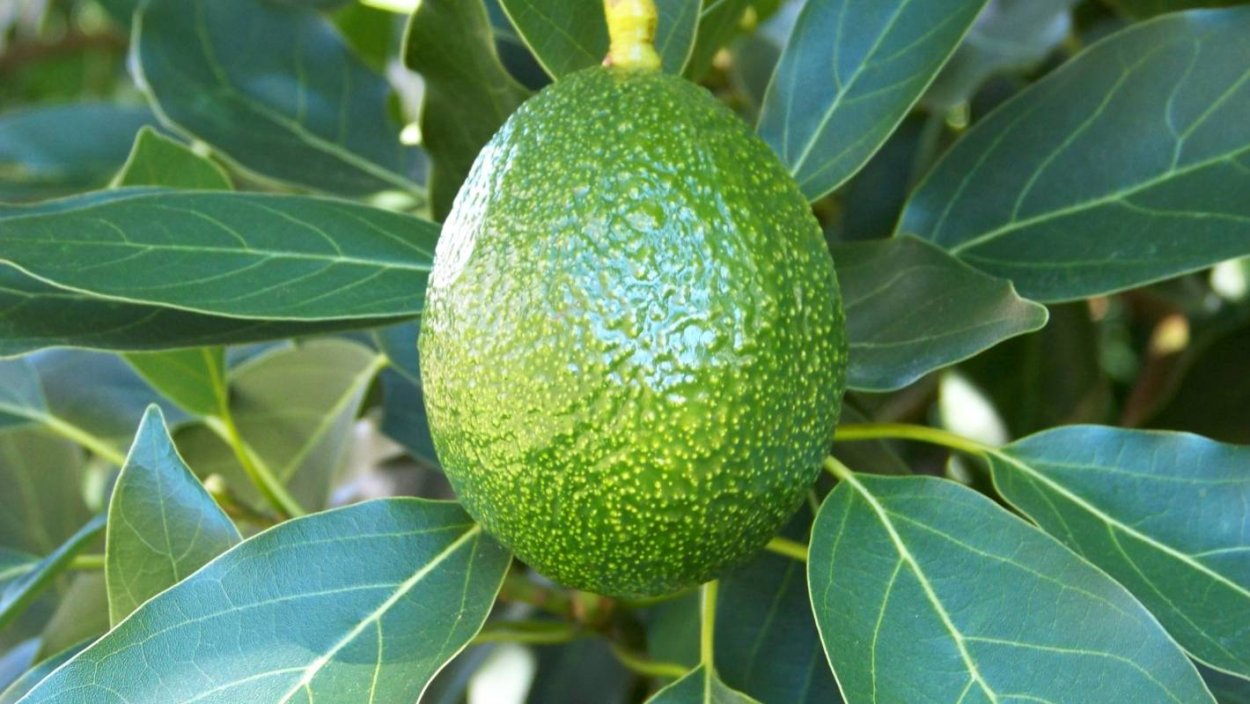 Авокадо дерево