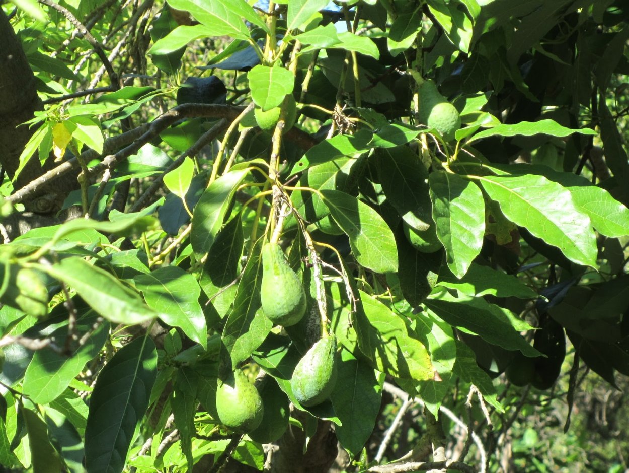 Avocado Wild Tree Guatemala Fog