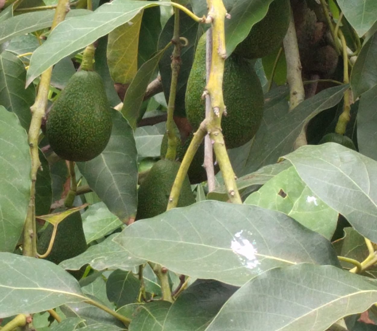 Авокадо с бицепсом