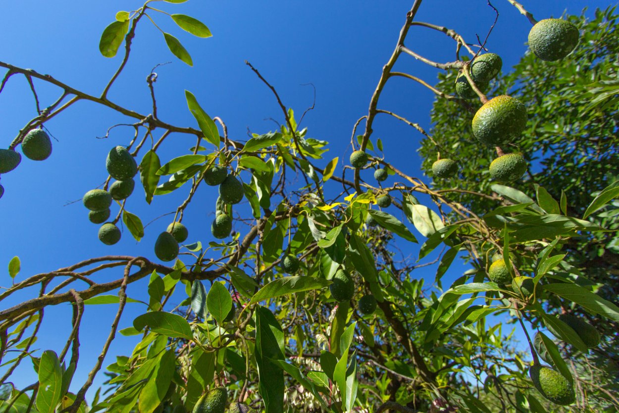Дерево авокадо на Кубе