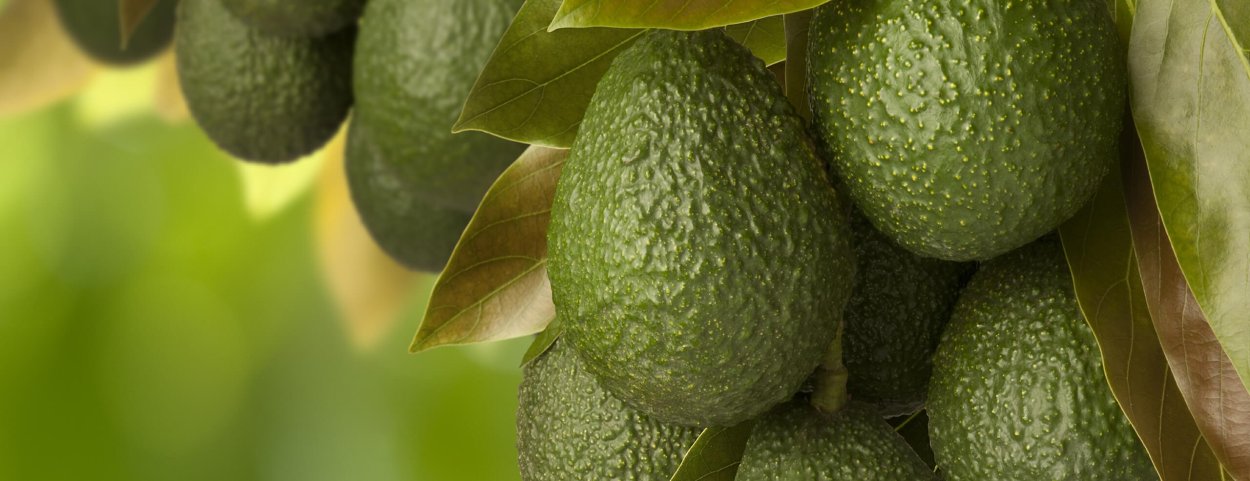 Гербарий Persea Americana авокадо