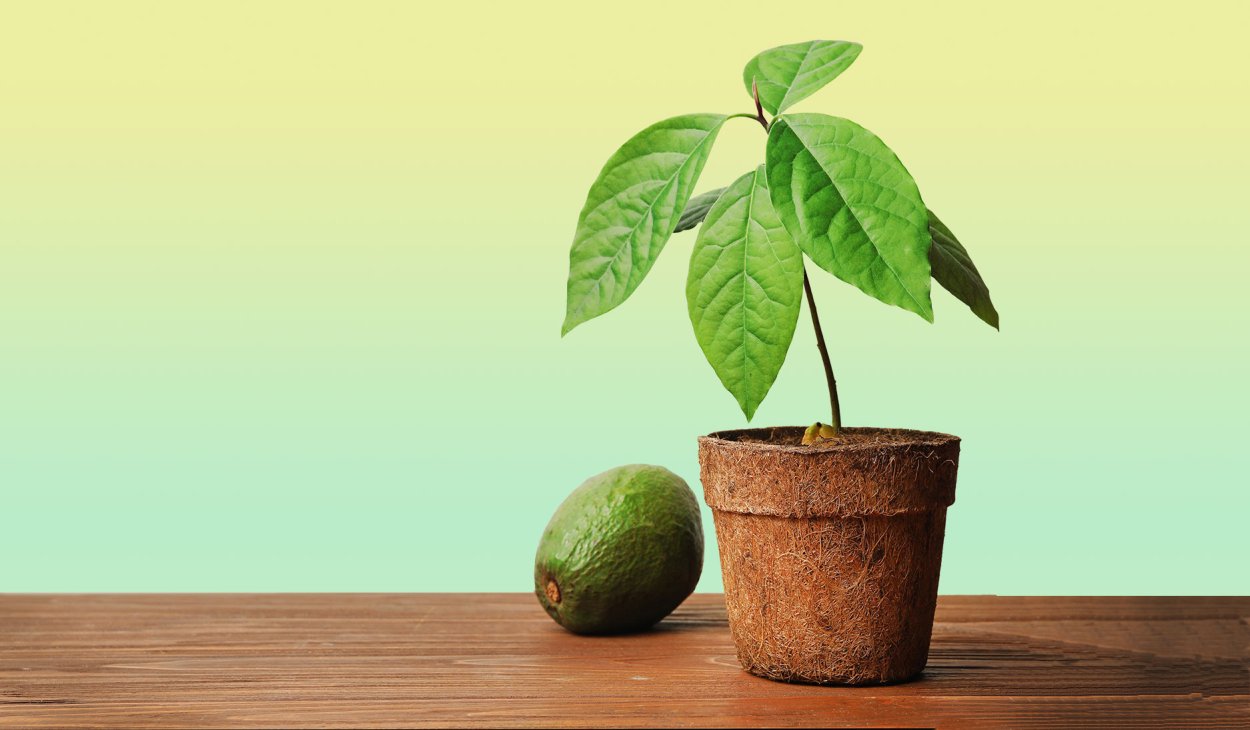 Фон листья авокадо