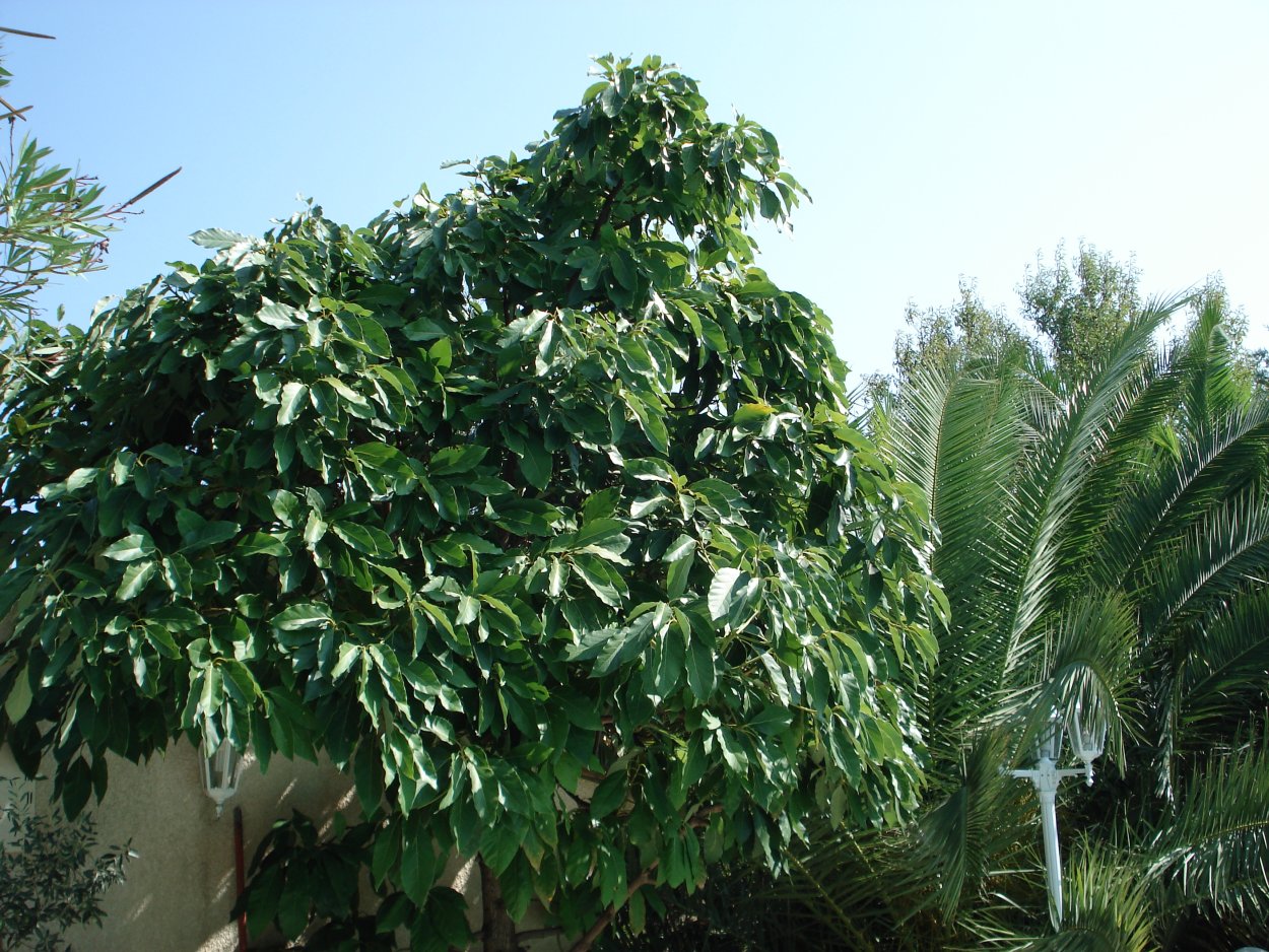 Авокадо сорта Рид