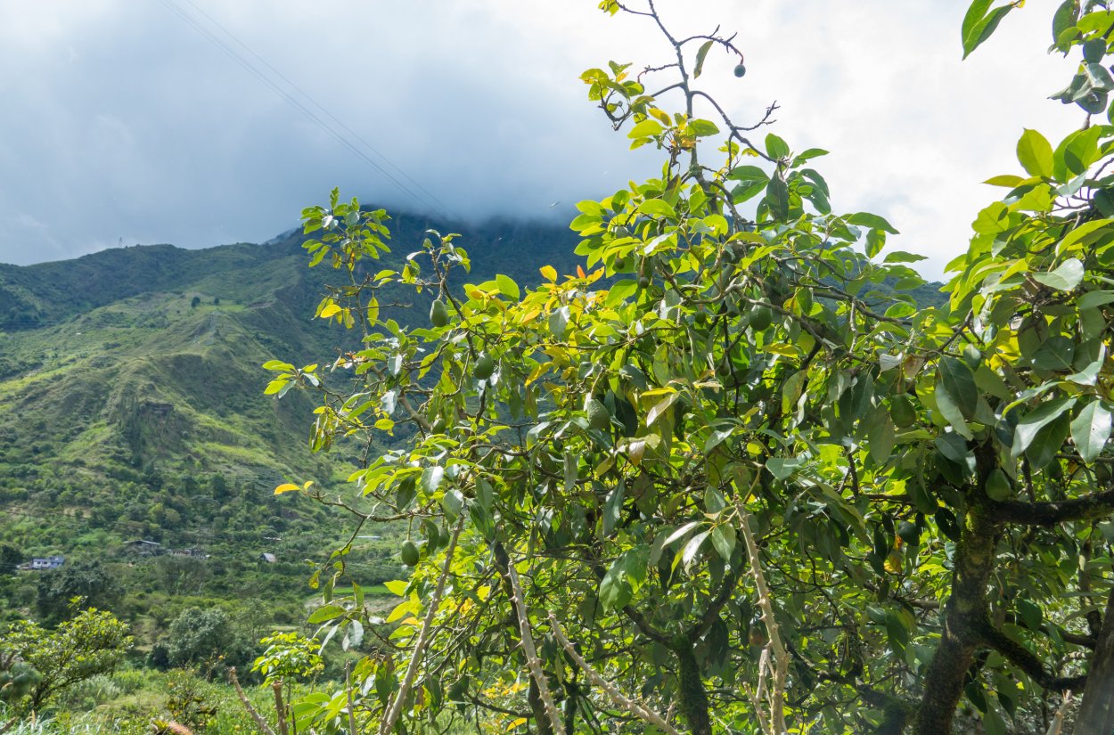 Авокадо дерево