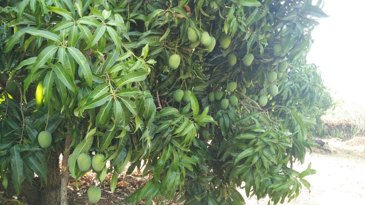 Манговое дерево Перуанская