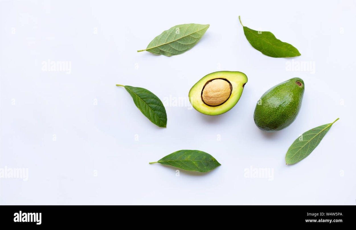 Голубое авокадо