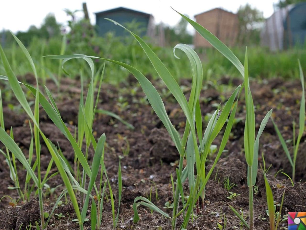 Пырей ползучий