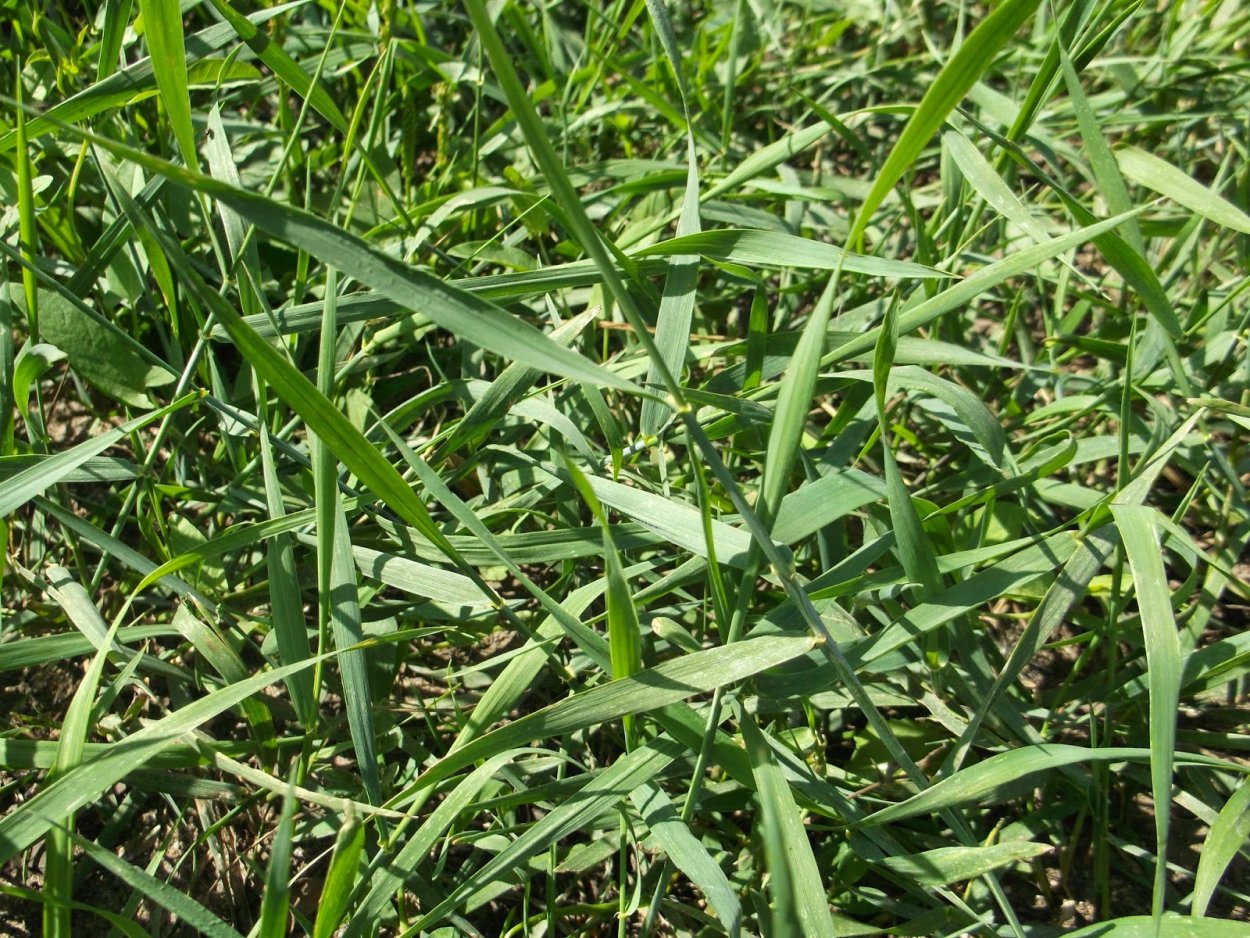 Пырей сорняк