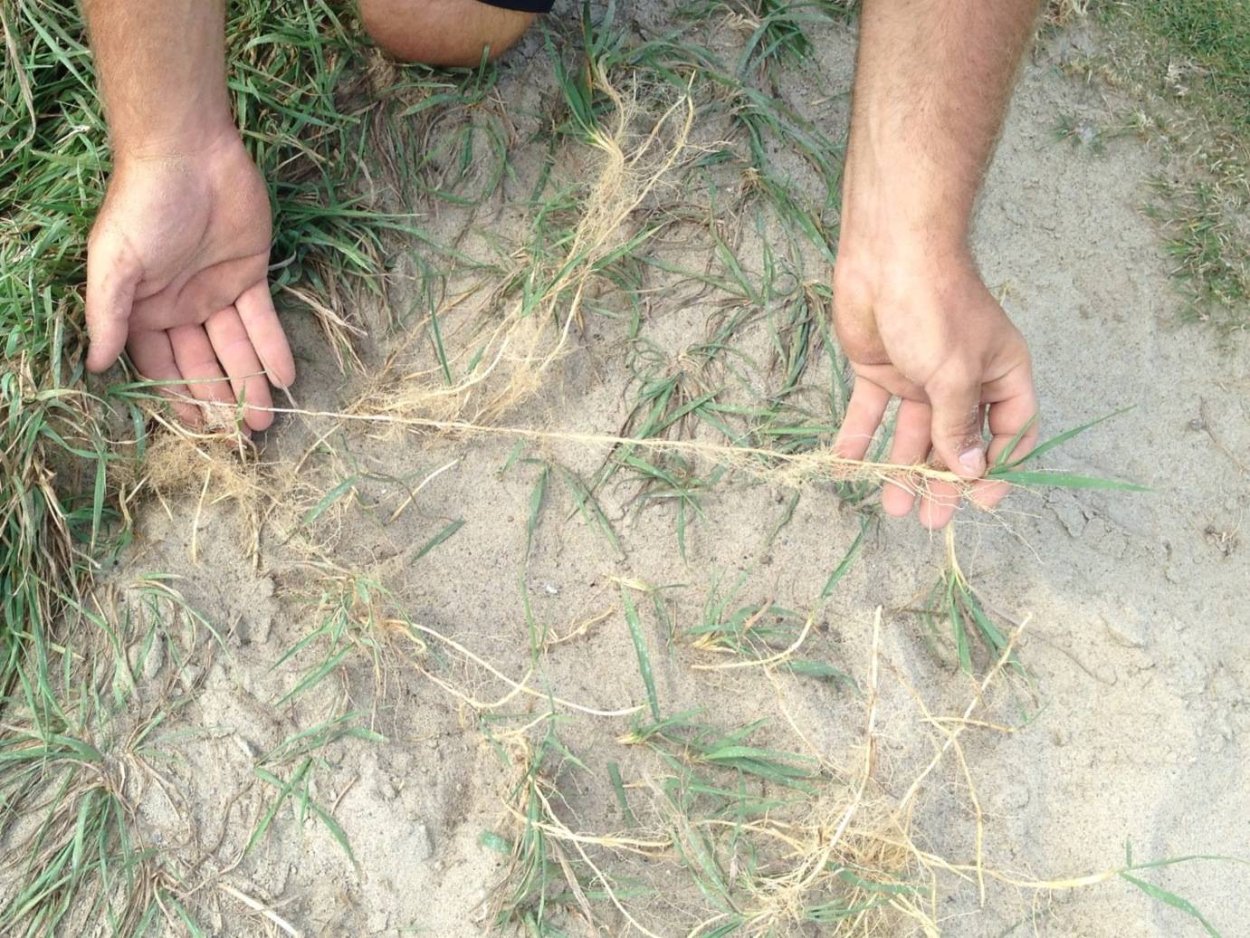 Пырей ползучий корень