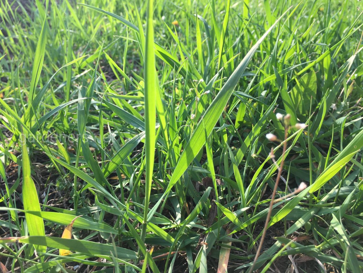 Пырей сорняк