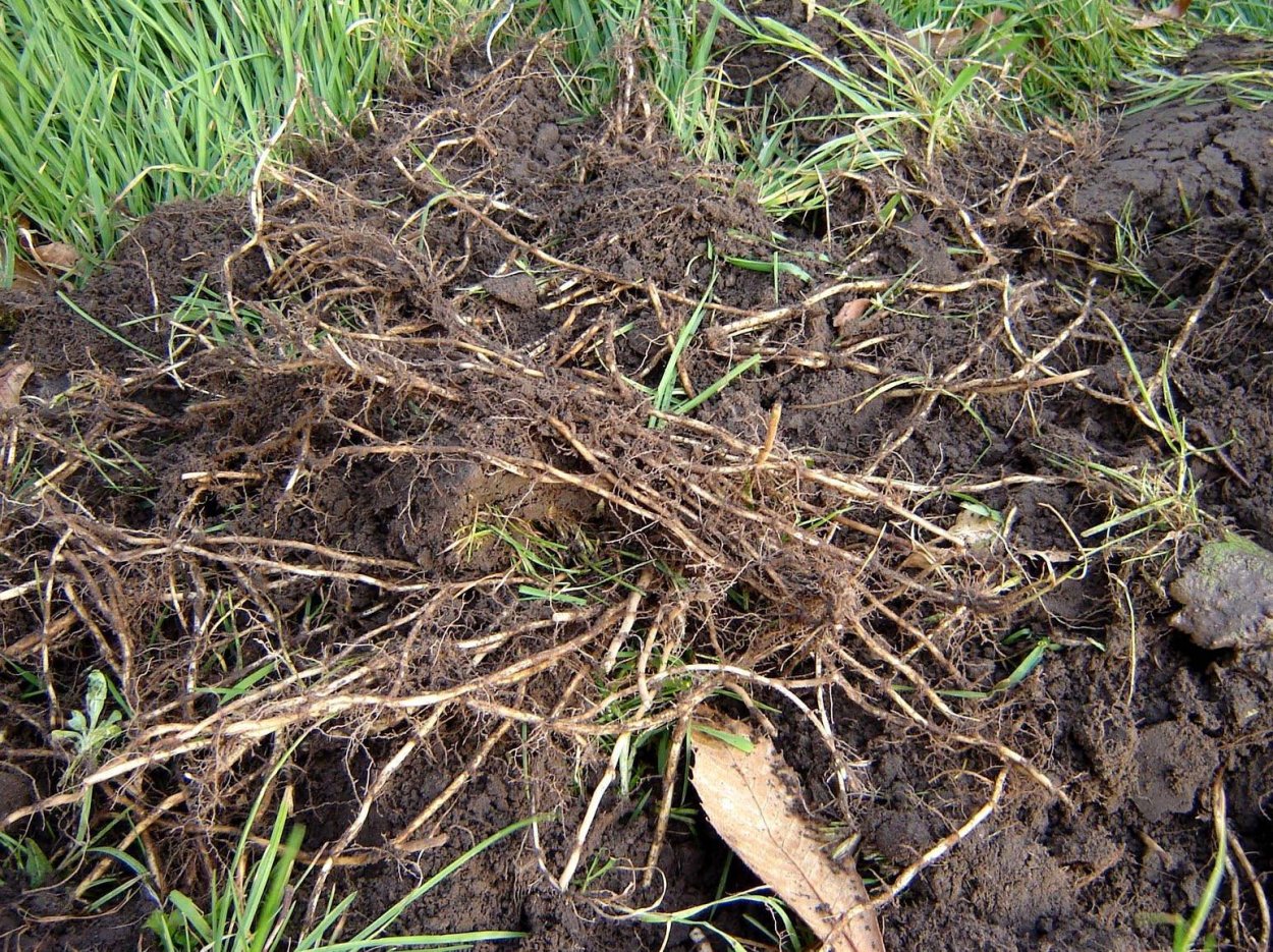 Трава пырей корни