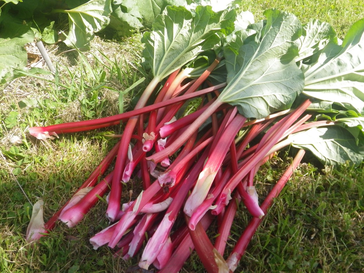 Ревень Александра