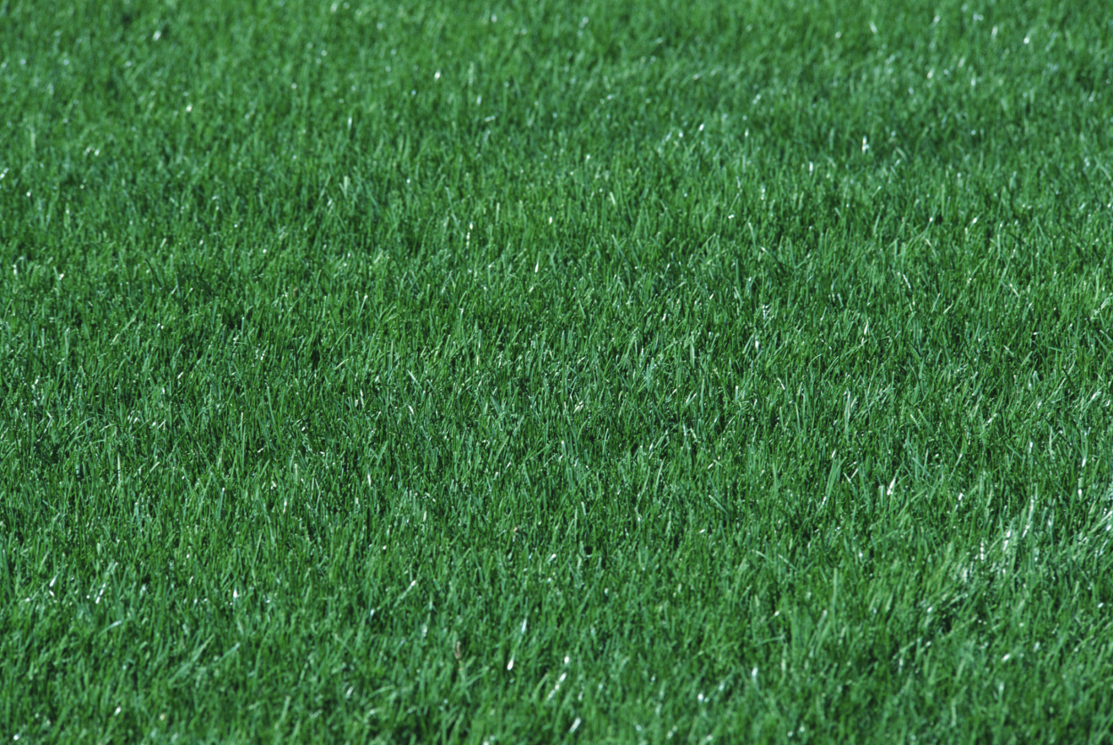 Газон трава снизу