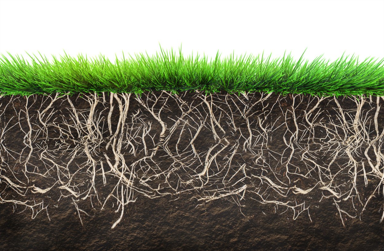 Трава в разрезе