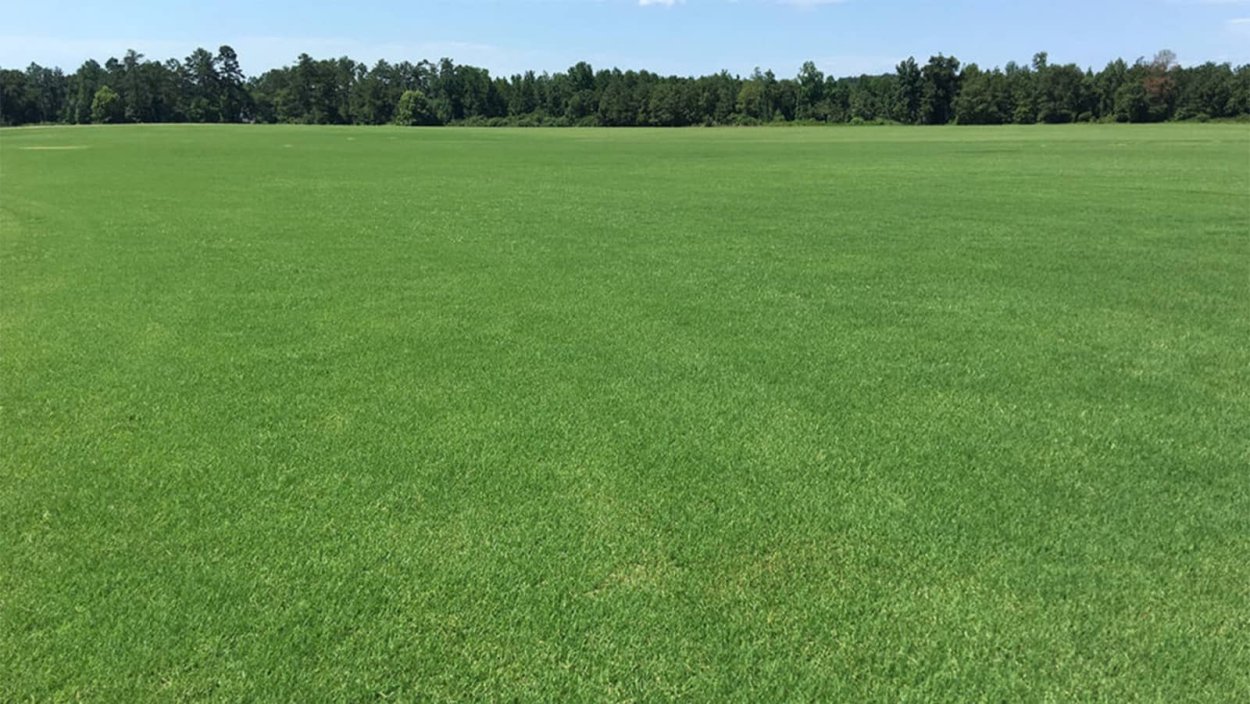 Дикий газон