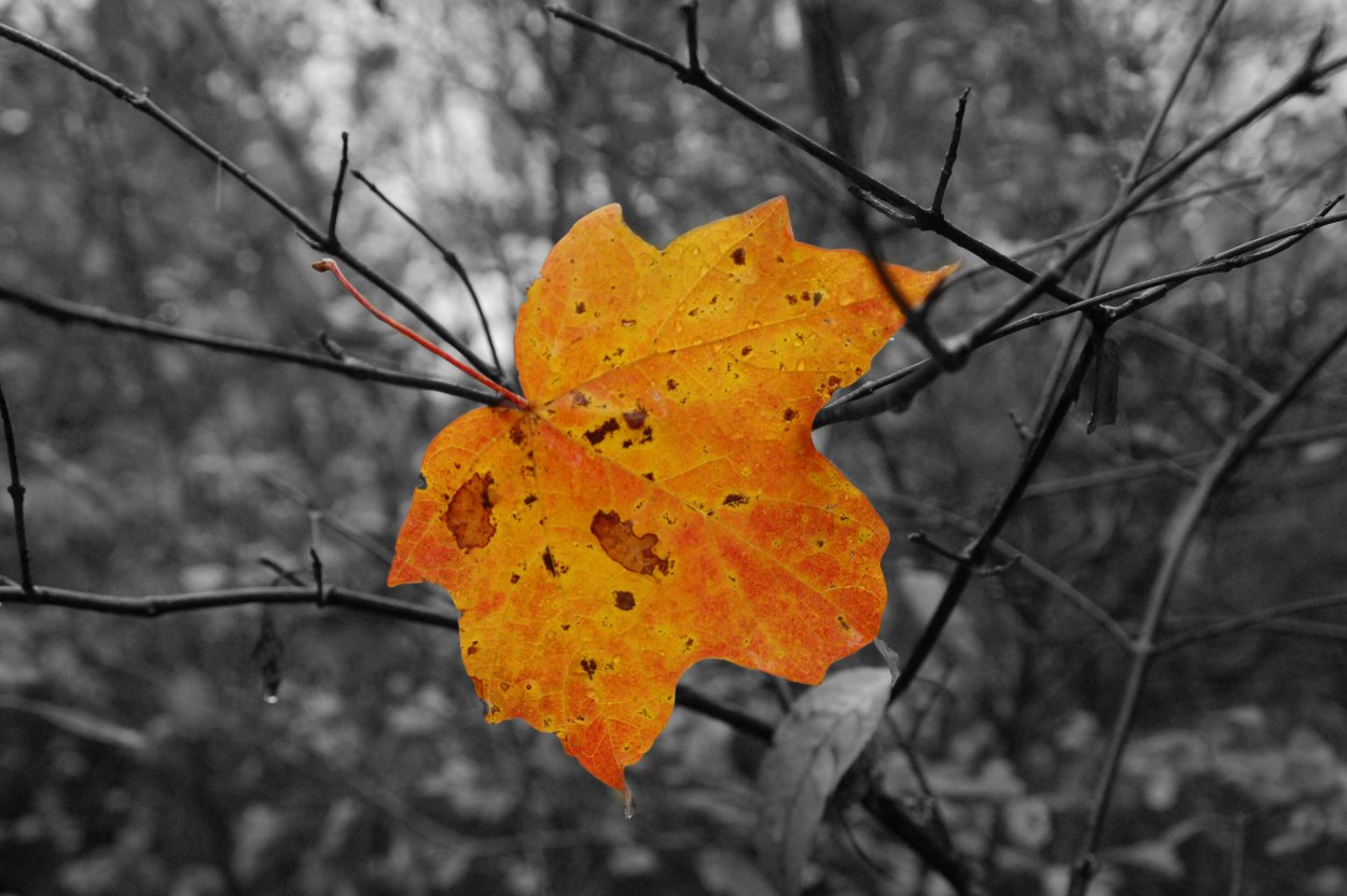Последний лист осени