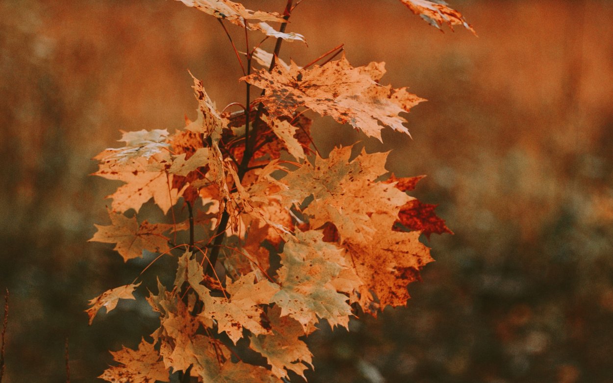 Клен остролистный дерево