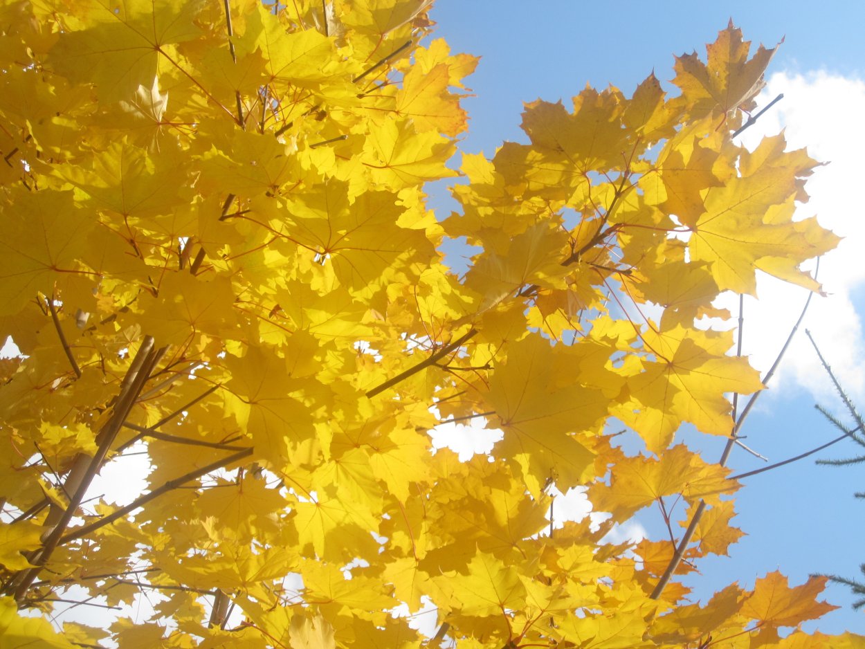 Николай Заболоцкий осенний клен